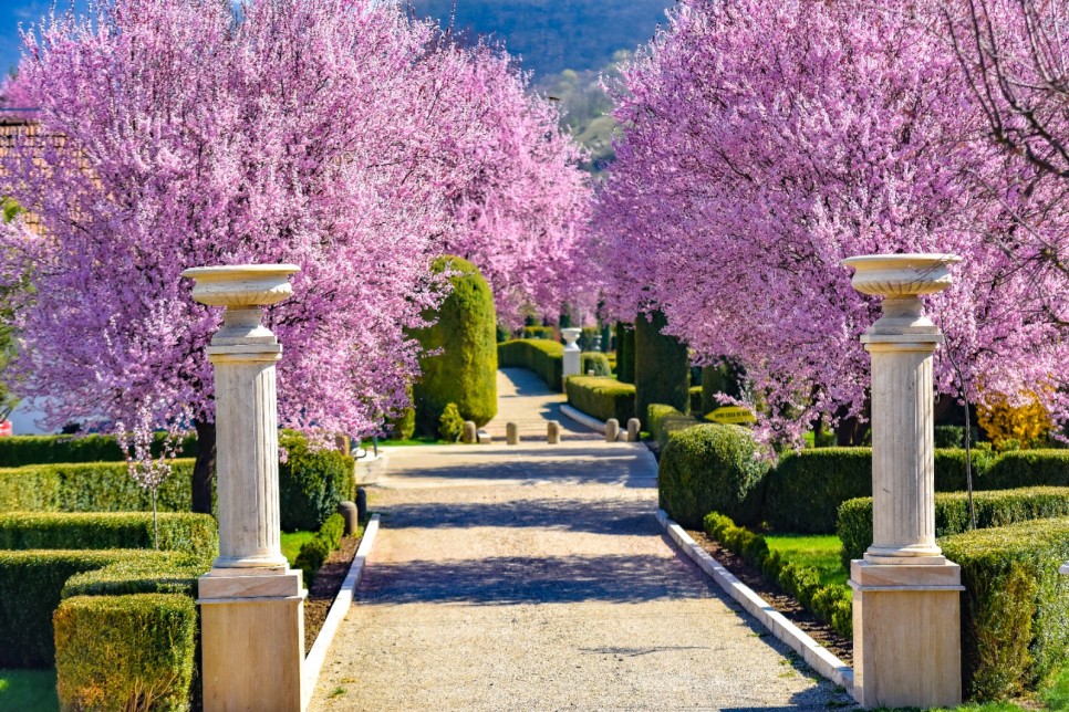 Un echilibru între frumusețe și liniște