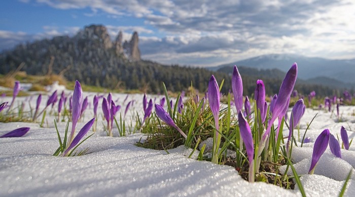 Ținutul Rarăului, Suceava