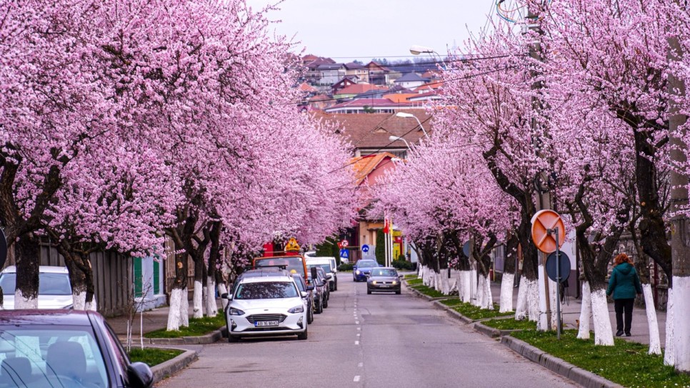 De ce să vizitezi Hunedoara în 2026?