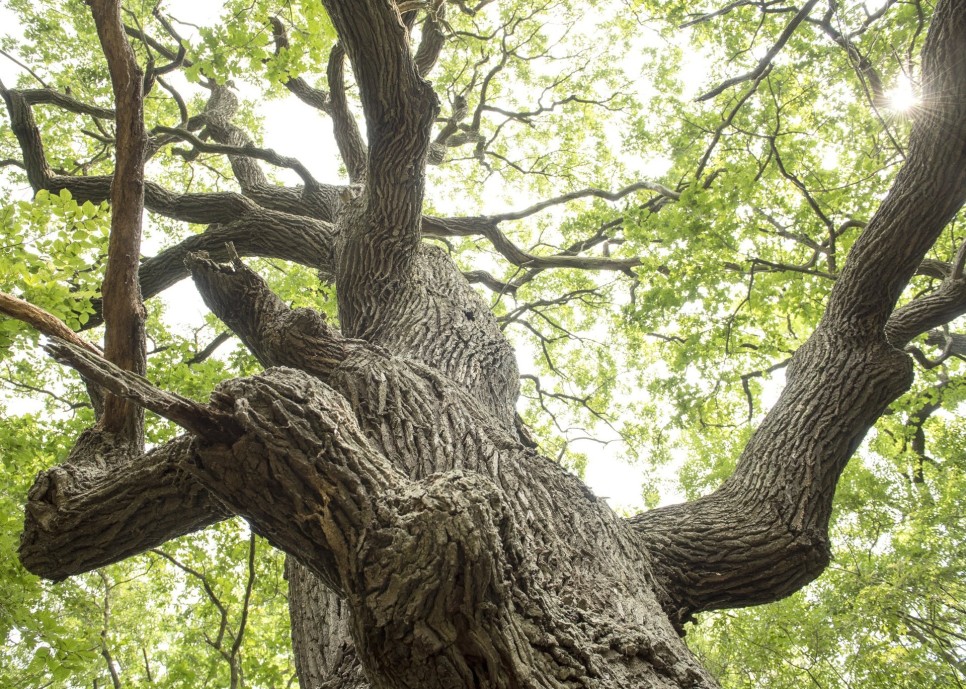 O lume vie în Pădurea Letea – plante, păsări și cai sălbăticiți