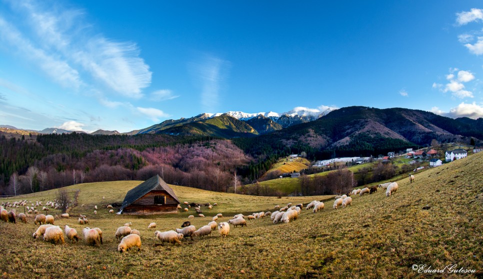 Colaborări locale