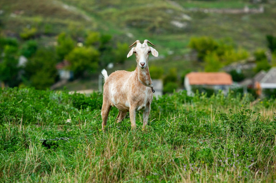 Descoperă