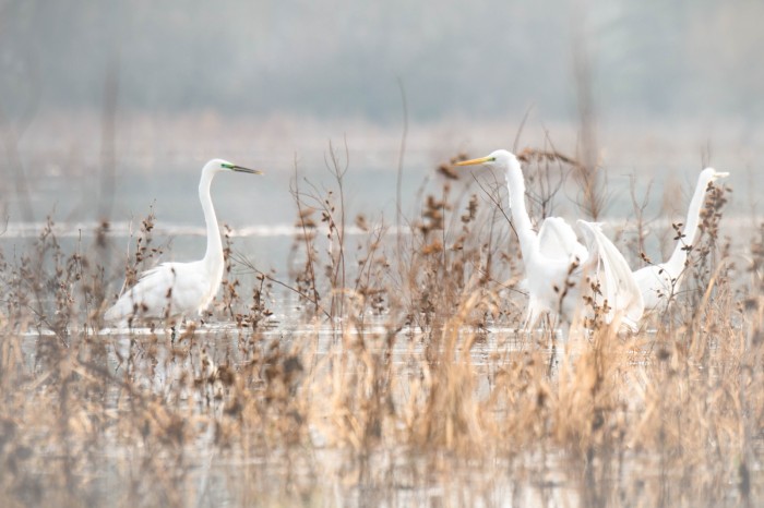 Parcul Național Nistrul de Jos, raioanele Ștefan Vodă și Căușeni